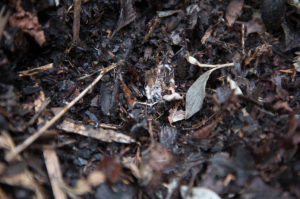 compost pit