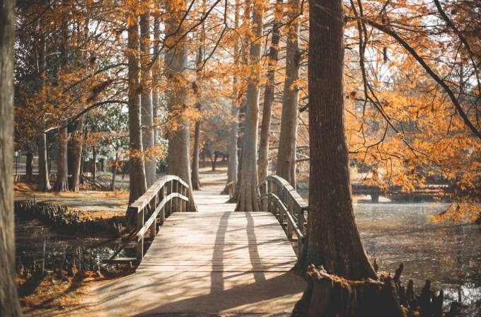 Points of Tree Service