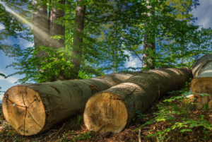 Points of Tree Service
