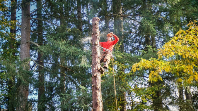 Points of Tree Service