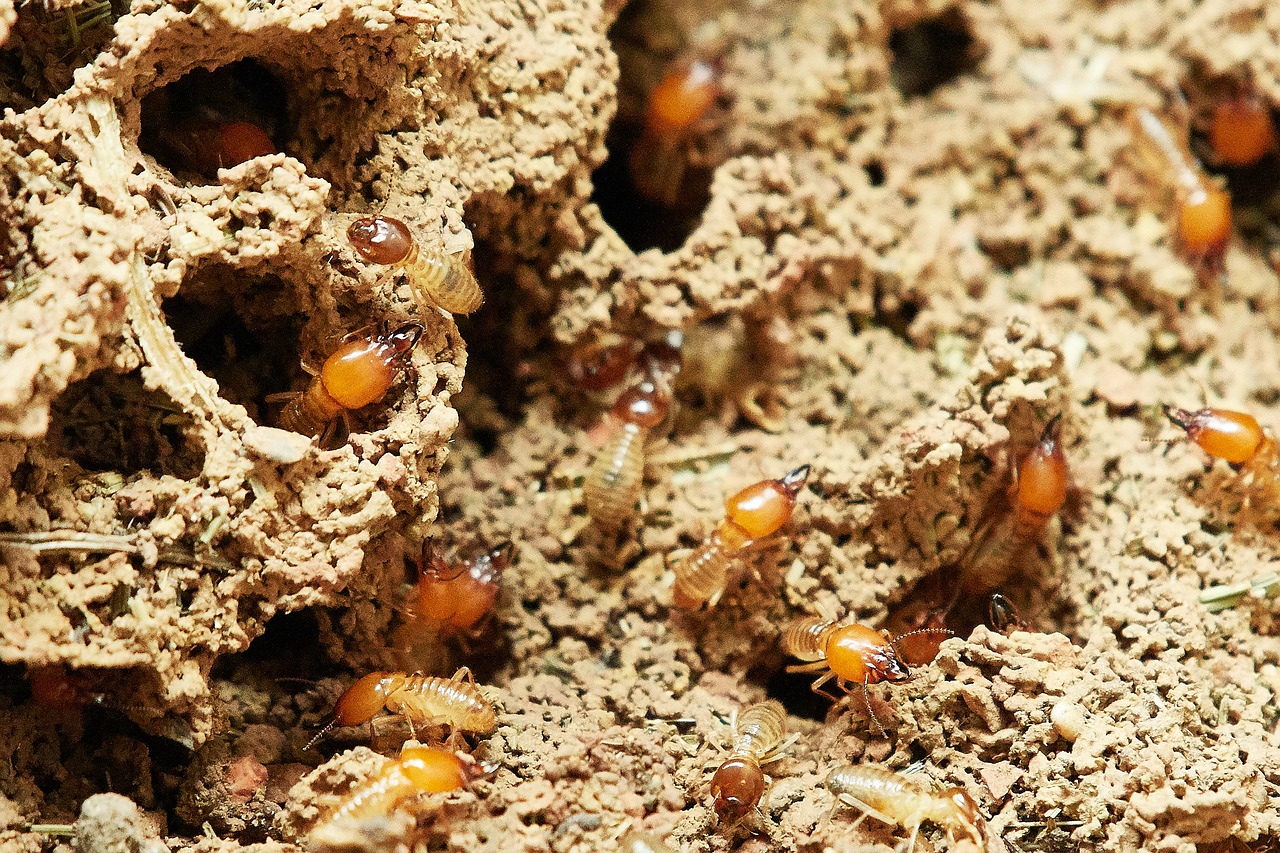 How You Can Eliminate Termite From Your Home