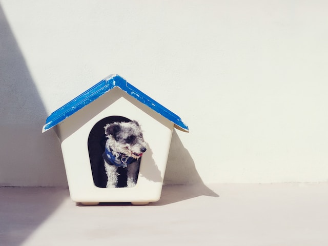 dog
