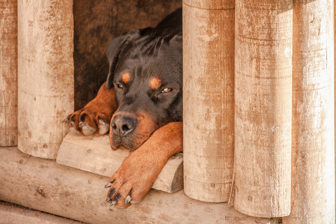 Easy Hacks to Better Insulate Your Dog’s House